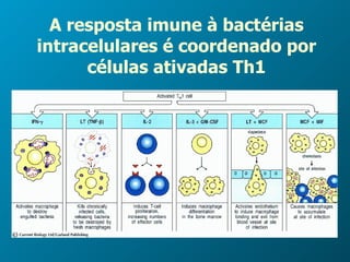 A resposta imune à bactérias intracelulares é coordenado por células ativadas Th1 