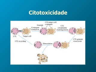 Citotoxicidade 
