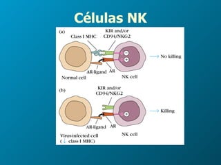 Células NK 