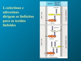 L-selectinas e adressinas dirigem os linfócitos para os tecidos linfoides 