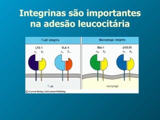 Integrinas são importantes na adesão leucocitária 