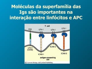 Moléculas da superfamília das Igs são importantes na interação entre linfócitos e APC 