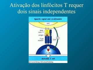 Ativação dos linfócitos T requer dois sinais independentes 