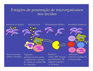 M!
Th2Th2
Th1Th1
CD8CD8
EOEO
BB
EOEO
N
M!
Aderência ao epitélioAderência ao epitélio InfecçãoInfecção locallocal Disseminação linfáticaDisseminação linfática Imunidade adaptativaImunidade adaptativa
Barreira mecânicaBarreira mecânica,,
químicaquímica ee biológicabiológica
FagócitosFagócitos,,
proteínasproteínas dede fase agudafase aguda,,
complementocomplemento ee ativaçãoativação
dede células gdcélulas gd,, célulascélulas NKNK
(0 a 96(0 a 96 horashoras))
FagócitosFagócitos,,
celulascelulas APCAPC migrammigram
para linfonodospara linfonodos, RI, RI
adaptativa iniciadaadaptativa iniciada
(> 96(> 96 horashoras))
AnticorposAnticorpos,,
CitocinasCitocinas ((CelulasCelulas T)T)
CitotoxicidadeCitotoxicidade
EstágiosEstágios dede penetraçãopenetração dede microrganismosmicrorganismos
nos tecidosnos tecidos
 