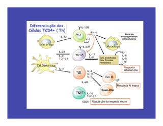 Y
Th1
Y
Th17
Th2
Y
Y
Th3/Tr
Macrófago
Macrófago
Cél.Dendritica
Cels Endotheliais
Cels Epiteliais
Fibroblastos
Cel. B
IL-12R
IL-23R
IL-4R
CD25
IL-10
TGF-!1
IL-1
IL-6
IL-8
TNF
Morte de
microrganismos
intracelulares
Resposta
inflamat ória
Resposta Al érgica
IL-17
IL-6
IL-4
IL-13
IL-5
IL-12
IL-23
IL-6
TGF-!1
IL-4
IFN-"
IL -2
IgE
Eosinófilo
Regula ção da resposta imune
Diferencia ção das
Células TCD4+ ( Th)
 