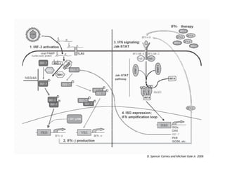D. Spencer Carney and Michael Gale Jr. 2006
 