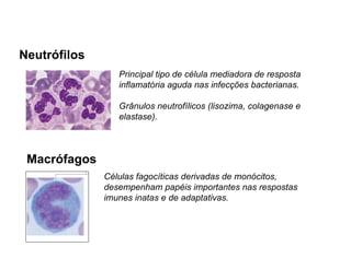 Macrófagos
Células fagocíticas derivadas de monócitos,
desempenham papéis importantes nas respostas
imunes inatas e de adaptativas.
Neutrófilos
Principal tipo de célula mediadora de resposta
inflamatória aguda nas infecções bacterianas.
Grânulos neutrofílicos (lisozima, colagenase e
elastase).
 