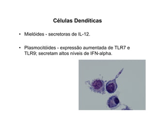 Células Dendíticas
• Mielóides - secretoras de IL-12.
• Plasmocitóides - expressão aumentada de TLR7 e
TLR9; secretam altos níveis de IFN-alpha.
 