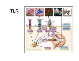 TLR
 