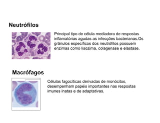 Neutrófilos
                 Principal tipo de célula mediadora de respostas
                 inflamatórias agudas as infecções bacterianas.Os
                 grânulos específicos dos neutrófilos possuem
                 enzimas como lisozima, colagenase e elastase.




 Macrófagos
              Células fagocíticas derivadas de monócitos,
              desempenham papéis importantes nas respostas
              imunes inatas e de adaptativas.
 