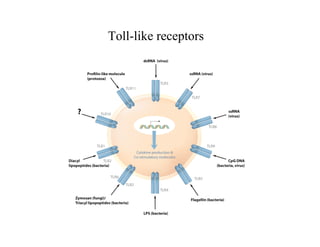 Toll-like receptors
 
