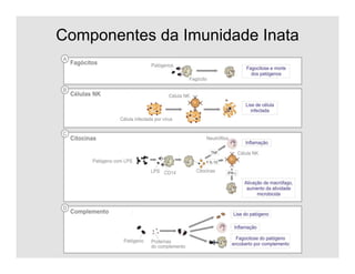 Componentes da Imunidade Inata
 