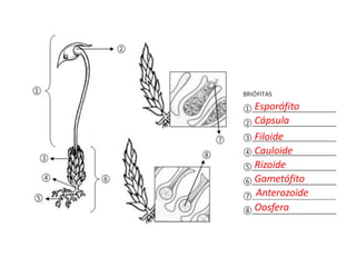 Esporófito
Cápsula
Filoide
Cauloide
Rizoide
Gametófito
Anterozoide
Oosfera
 