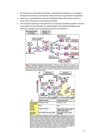 As respostas dos anticorpos às primeiras e subseqüentes exposições a um antígeno,
chamadas de primárias e secundárias, diferem de maneira quantitativa e qualitativa.
Sendo que, a quantidade de anticorpos produzidas depois do primeiro contato, é
muito menor do que em uma resposta secundária.
Com antígenos protéicos (T dependentes), as respostas secundárias também mostram
um aumento da troca de classe de cadeia pesada e maturação da afinidade, pois
estímulos repetidos, leva ao aumento do numero de linfócitos T.




                                                                                  2
 