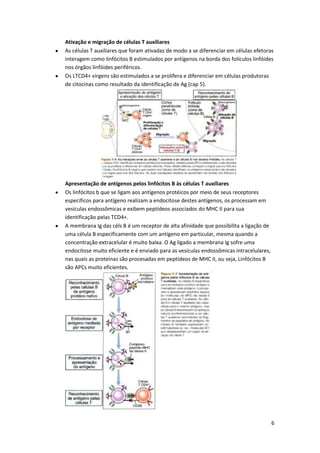 Ativação e migração de células T auxiliares
As células T auxiliares que foram ativadas de modo a se diferenciar em células efetoras
interagem como linfócitos B estimulados por antígenos na borda dos folículos linfóides
nos órgãos linfóides periféricos.
Os LTCD4+ virgens são estimulados a se prolifera e diferenciar em células produtoras
de citocinas como resultado da identificação de Ag (cap 5).




Apresentação de antígenos pelos linfócitos B às células T auxiliares
Os linfócitos b que se ligam aos antígenos protéicos por meio de seus receptores
específicos para antígeno realizam a endocitose destes antígenos, os processam em
vesículas endossômicas e exibem peptídeos associados do MHC II para sua
identificação pelas TCD4+.
A membrana Ig das céls B é um receptor de alta afinidade que possibilita a ligação de
uma célula B especificamente com um antígeno em particular, mesma quando a
concentração extracelular é muito baixa. O Ag ligado a membrana Ig sofre uma
endocitose muito eficiente e é enviado para as vesículas endossômicas intracelulares,
nas quais as proteínas são procesadas em peptídeos de MHC II, ou seja, Linfócitos B
são APCs muito eficientes.




                                                                                        6
 