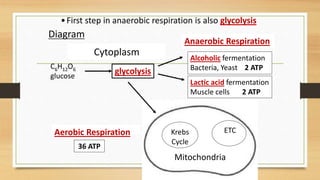 glycolysis
Anaerobic Respiration
Alcoholic fermentation
Bacteria, Yeast 2 ATP
Lactic acid fermentation
Muscle cells 2 ATP
Aerobic Respiration
36 ATP
ETC
Mitochondria
Krebs
Cycle
Cytoplasm
•First step in anaerobic respiration is also glycolysis
Diagram
C6H12O6
glucose
 