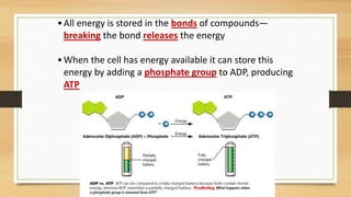 •All energy is stored in the bonds of compounds—
breaking the bond releases the energy
•When the cell has energy available it can store this
energy by adding a phosphate group to ADP, producing
ATP
 