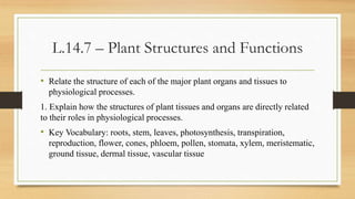 L.14.7 – Plant Structures and Functions
• Relate the structure of each of the major plant organs and tissues to
physiological processes.
1. Explain how the structures of plant tissues and organs are directly related
to their roles in physiological processes.
• Key Vocabulary: roots, stem, leaves, photosynthesis, transpiration,
reproduction, flower, cones, phloem, pollen, stomata, xylem, meristematic,
ground tissue, dermal tissue, vascular tissue
 