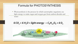 • Photosynthesis is the process by which autotrophic organisms use
light energy to make sugar and oxygen gas from carbon dioxide and
water
Formula for PHOTOSYNTHESIS
Carbon
dioxide
Water Glucose Oxygen
gas
PHOTOSYNTHESIS
6 CO2 + 6 H2O + light energy → C6H12O6 + 6 O2
 