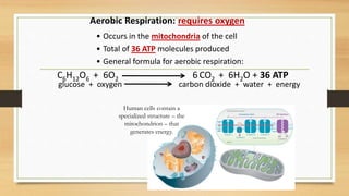 Aerobic Respiration: requires oxygen
• Occurs in the mitochondria of the cell
• Total of 36 ATP molecules produced
• General formula for aerobic respiration:
C6H12O6 + 6O2 6 CO2 + 6H2O + 36 ATP
glucose + oxygen carbon dioxide + water + energy
Human cells contain a
specialized structure – the
mitochondrion – that
generates energy.
 