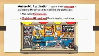 Anaerobic Respiration: occurs when no oxygen is
available to the cell (2 kinds: Alcoholic and Lactic Acid)
• Also called fermentation
• Much less ATP produced than in aerobic respiration
 