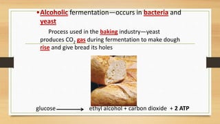 •Alcoholic fermentation—occurs in bacteria and
yeast
Process used in the baking industry—yeast
produces CO2 gas during fermentation to make dough
rise and give bread its holes
glucose ethyl alcohol + carbon dioxide + 2 ATP
 