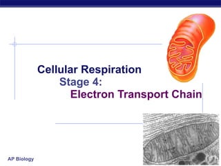 Cellular Respiration Stage 4:   Electron Transport Chain 