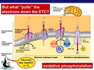 But what “pulls” the  electrons down the ETC? electrons flow downhill  to O 2 oxidative phosphorylation O 2 H 2 O 