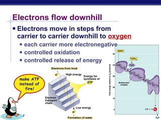 Electrons flow downhill Electrons move in steps from  carrier to carrier downhill to  oxygen each carrier more electronegative controlled oxidation controlled release of energy make ATP instead of fire ! 