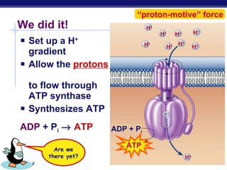We did it! Set up a H +  gradient Allow the  protons   to flow through ATP synthase Synthesizes ATP ADP  + P i      ATP ATP Are we there yet? “ proton-motive” force H + ADP + P i H + H + H + H + H + H + H + H + 