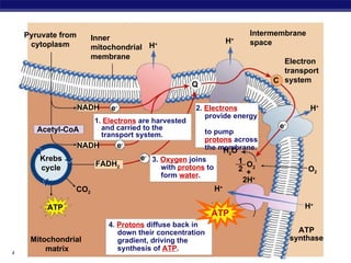 H + H + O 2 + Q C ATP Pyruvate from cytoplasm Electron transport system ATP synthase H 2 O CO 2 Krebs cycle Intermembrane space Inner mitochondrial membrane 1.  Electrons  are harvested and carried to the transport system. 2.  Electrons  provide energy  to pump  protons  across the membrane. 3.  Oxygen  joins  with  protons  to form  water . 2H + NADH NADH Acetyl-CoA FADH 2 ATP 4.  Protons  diffuse back in down their concentration gradient, driving the  synthesis of  ATP . Mitochondrial  matrix 2 1 H + H + O 2 H + e - e - e - e - ATP 