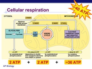 Cellular respiration 2 ATP 2 ATP ~36 ATP + + ~40 ATP 