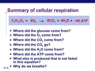 Summary of cellular respiration Where did the glucose come from? Where did the O 2  come from? Where did the CO 2  come from? Where did the CO 2  go? Where did the H 2 O come from? Where did the ATP come from? What else is produced that is not listed  in this equation? Why do we breathe? C 6 H 12 O 6 6O 2 6CO 2 6H 2 O ~40 ATP  + + + 