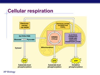 Cellular respiration 