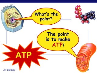 What’s the point? The point is to make ATP ! ATP 