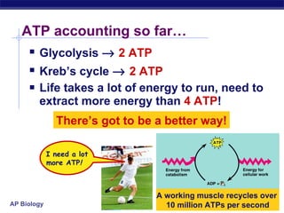 ATP accounting so far… Glycolysis     2   ATP   Kreb’s cycle      2   ATP   Life takes a lot of energy to run, need to extract more energy than  4 ATP ! A working muscle recycles over  10 million ATPs per second There’s got to be a better way! I need a lot more ATP !   