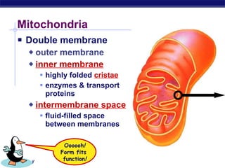 Mitochondria  Double membrane outer membrane inner membrane highly folded  cristae enzymes & transport proteins intermembrane space   fluid-filled space between membranes Oooooh ! Form fits  function ! 