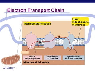 Electron Transport Chain Intermembrane space Mitochondrial matrix Q C NADH  dehydrogenase cytochrome bc  complex cytochrome c oxidase complex Inner mitochondrial membrane 