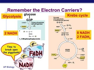 Remember the Electron Carriers?  G3P Glycolysis Krebs cycle 8 NADH 2 FADH 2 2 NADH Time to break open the piggybank ! glucose 