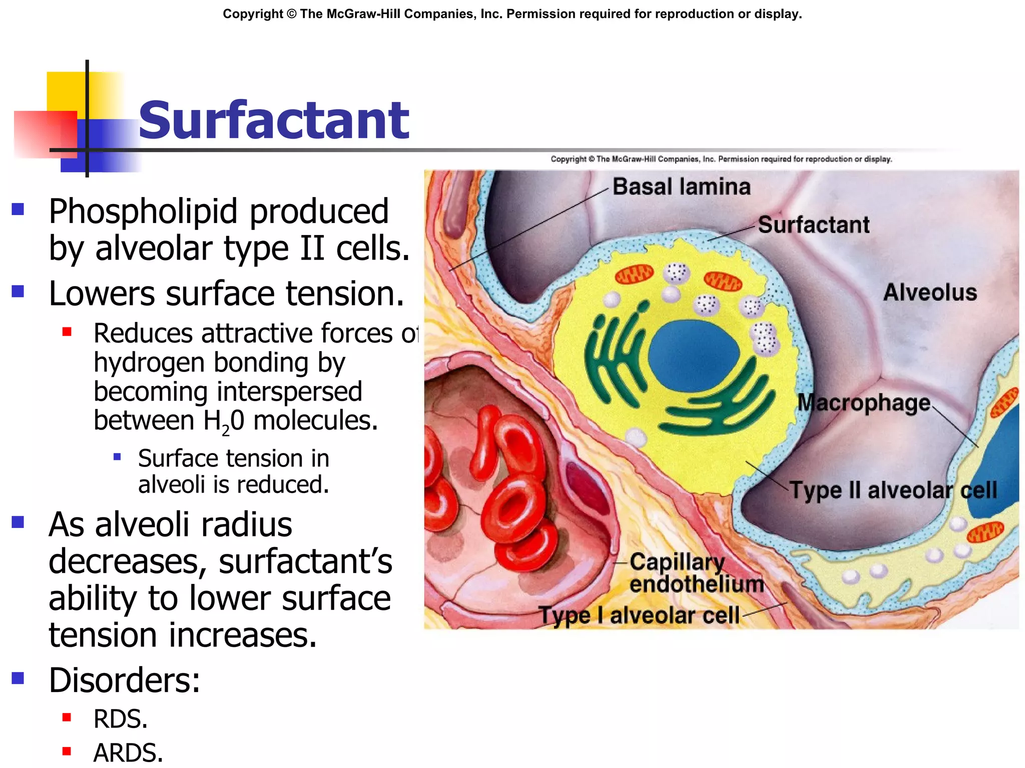 Surfactant Phospholipid produced by alveolar type II cells. Lowers surface tension. Reduces attractive forces of hydrogen bonding by becoming interspersed between H 2 0 molecules. Surface tension in  alveoli is reduced. As alveoli radius decreases, surfactant’s ability to lower surface tension increases. Disorders: RDS. ARDS. Insert fig. 16.12 