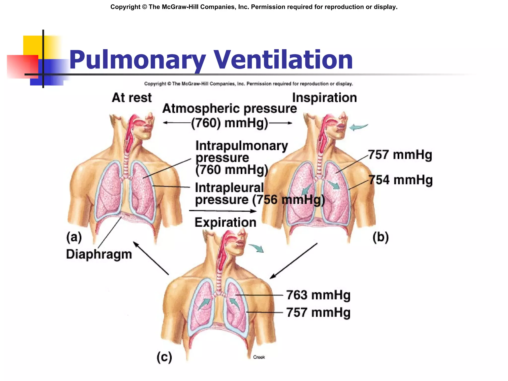 Pulmonary Ventilation Insert fig. 16.15 