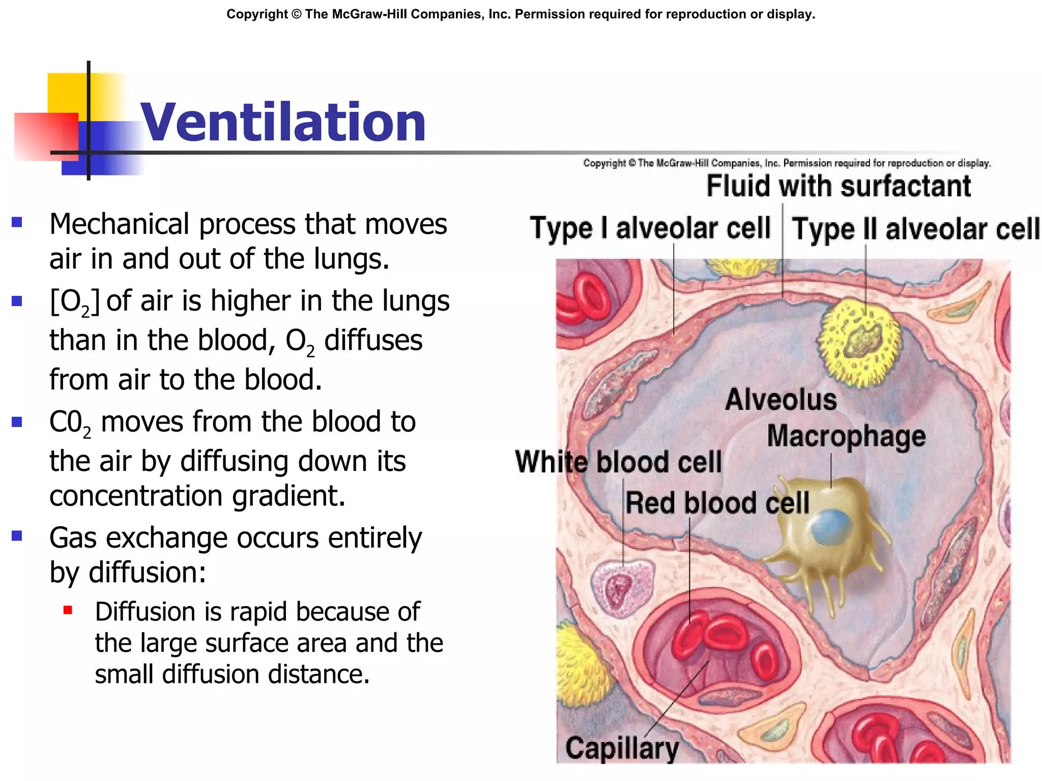 Ventilation Mechanical process that moves air in and out of the lungs. [O 2 ]   of air is higher in the lungs than in the blood, O 2  diffuses from air to the blood. C0 2  moves from the blood to the air by diffusing down its concentration gradient. Gas exchange occurs entirely by diffusion: Diffusion is rapid because of the large surface area and the small diffusion distance. Insert 16.1 