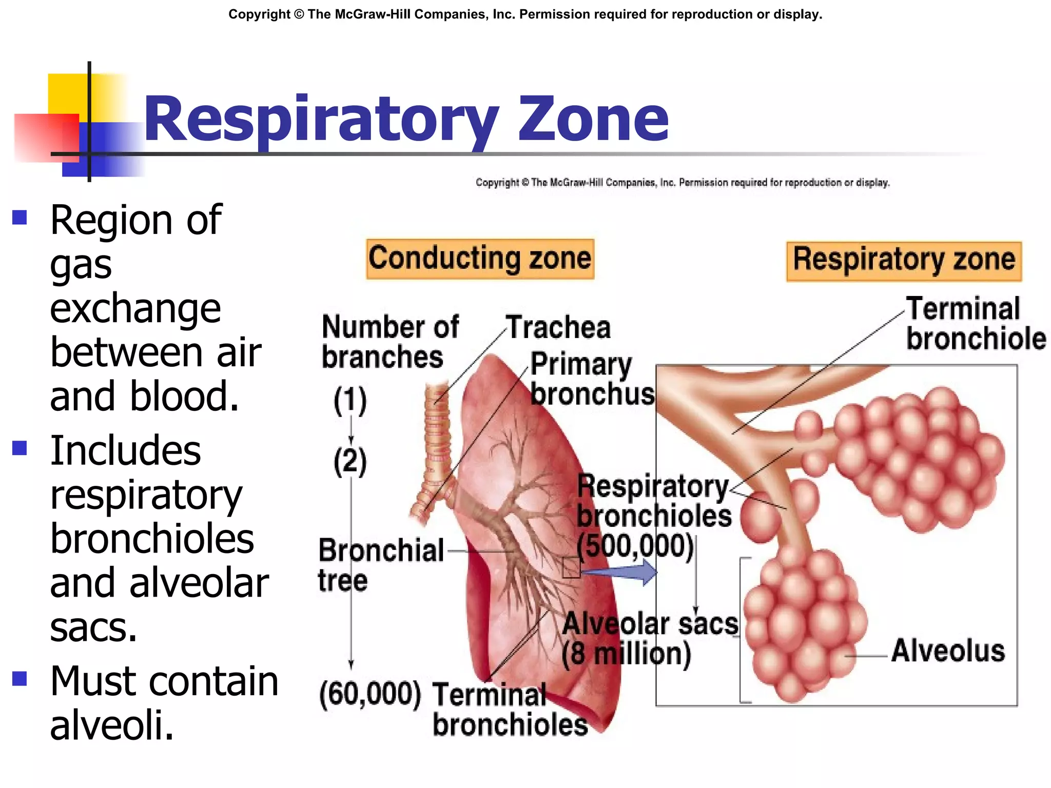 Respiratory Zone Region of gas exchange between air  and blood. Includes respiratory bronchioles and alveolar sacs. Must contain alveoli. 