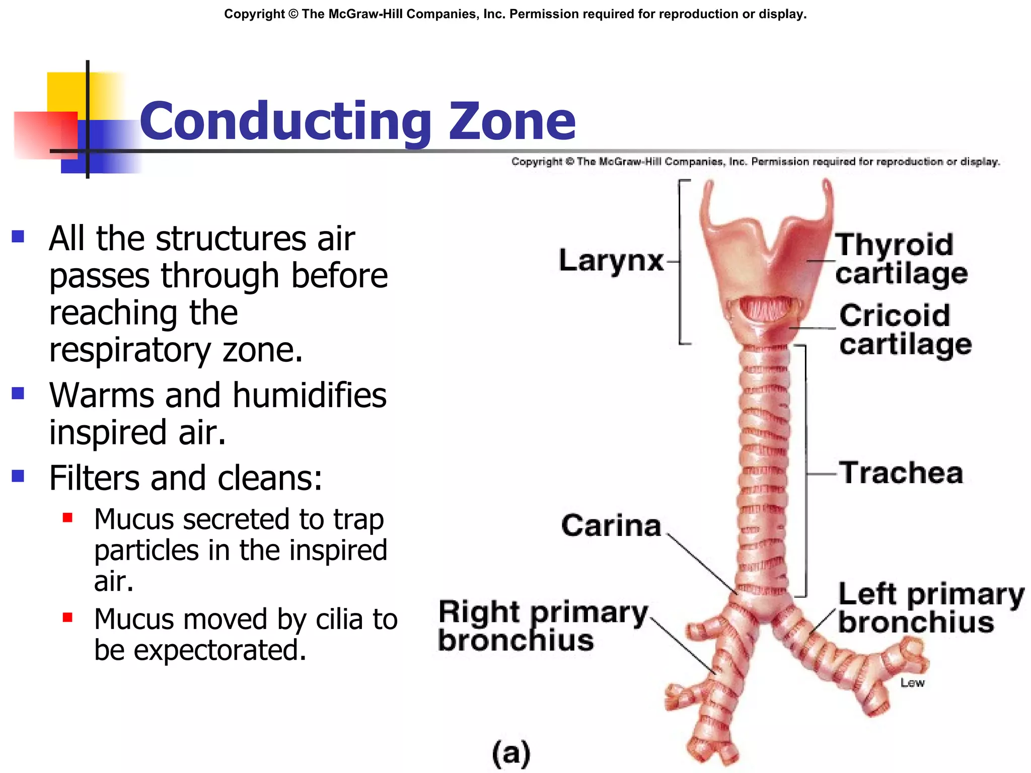 Conducting Zone All the structures air passes through before reaching the respiratory zone. Warms and humidifies inspired air. Filters and cleans: Mucus secreted to trap particles in the inspired air. Mucus moved by cilia to be expectorated.  Insert fig. 16.5 