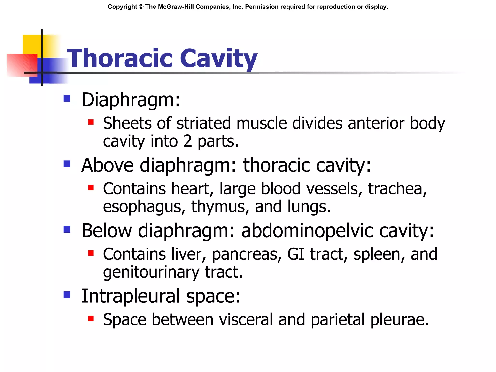 Thoracic Cavity Diaphragm: Sheets of striated muscle divides anterior body  cavity into 2 parts. Above diaphragm: thoracic cavity: Contains heart, large blood vessels, trachea, esophagus, thymus, and lungs. Below diaphragm: abdominopelvic cavity: Contains liver, pancreas, GI tract, spleen, and genitourinary tract. Intrapleural space: Space between visceral and parietal pleurae. 
