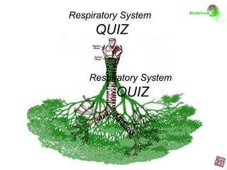 Respiratory System  QUIZ Respiratory System  QUIZ 