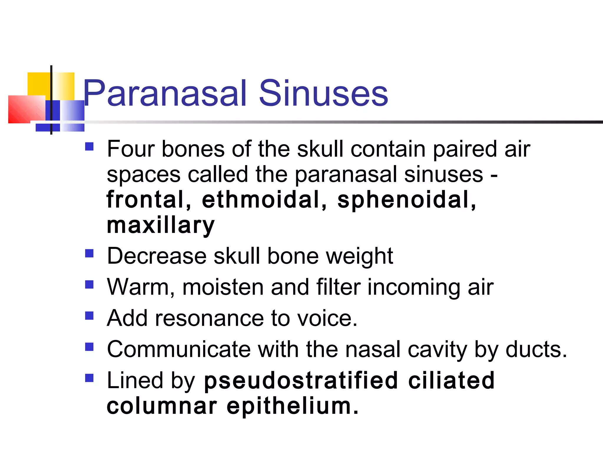 Paranasal Sinuses
 Four bones of the skull contain paired air
spaces called the paranasal sinuses -
frontal, ethmoidal, sphenoidal,
maxillary
 Decrease skull bone weight
 Warm, moisten and filter incoming air
 Add resonance to voice.
 Communicate with the nasal cavity by ducts.
 Lined by pseudostratified ciliated
columnar epithelium.
 
