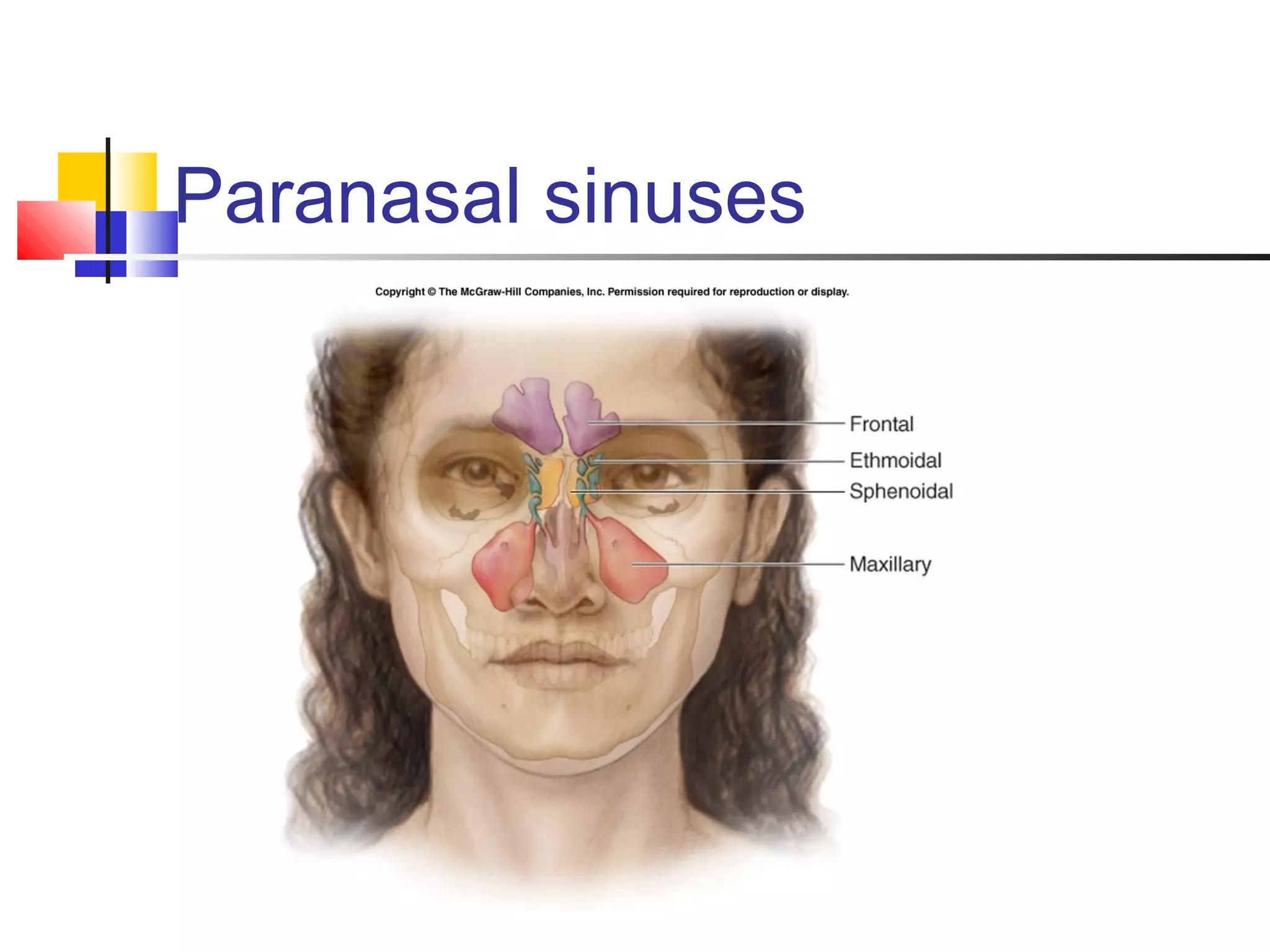 Paranasal sinuses
 
