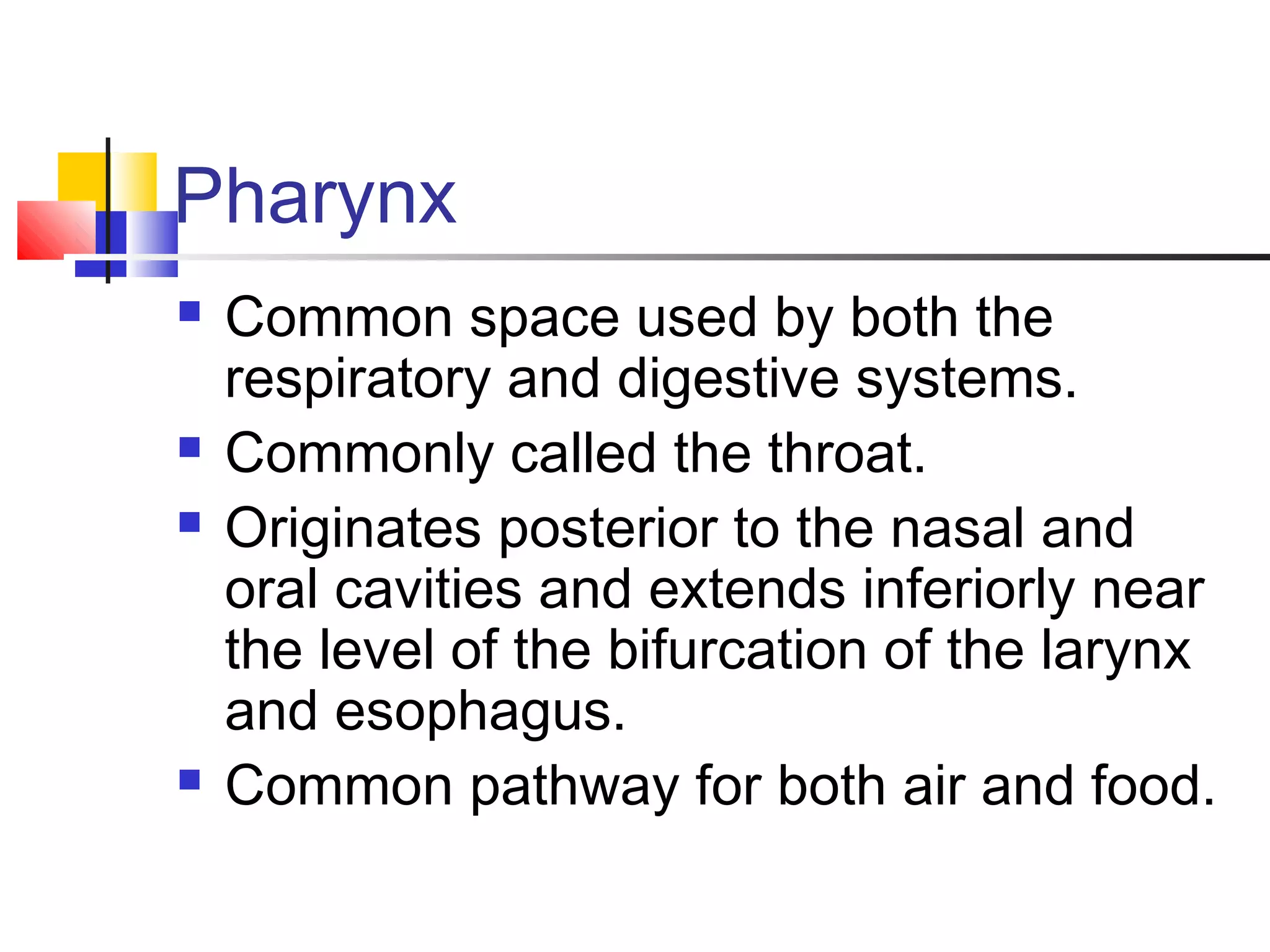 Pharynx
 Common space used by both the
respiratory and digestive systems.
 Commonly called the throat.
 Originates posterior to the nasal and
oral cavities and extends inferiorly near
the level of the bifurcation of the larynx
and esophagus.
 Common pathway for both air and food.
 