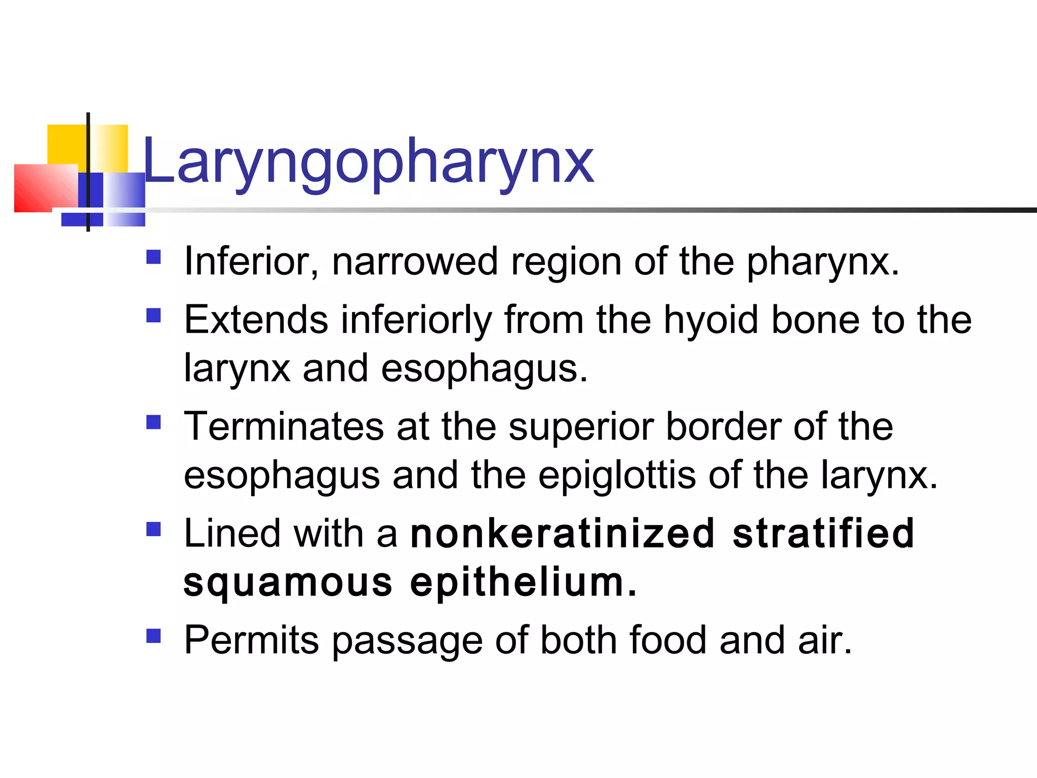 Laryngopharynx
 Inferior, narrowed region of the pharynx.
 Extends inferiorly from the hyoid bone to the
larynx and esophagus.
 Terminates at the superior border of the
esophagus and the epiglottis of the larynx.
 Lined with a nonkeratinized stratified
squamous epithelium.
 Permits passage of both food and air.
 